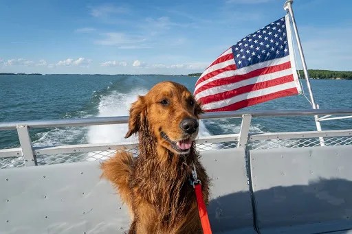 a-happy-dog-onboard-the-jet-express a dog sitting on a beach
