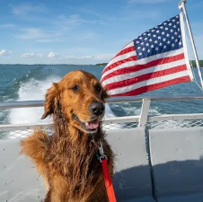 a smiling dog in a boat with an American flag